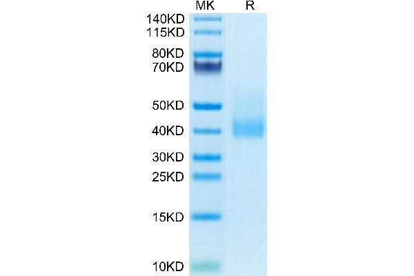 CLEC10A Protein (AA 61-316) (His tag)