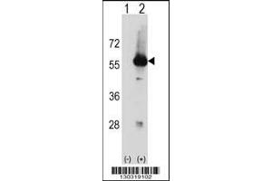 Western blot analysis of Stk3 using rabbit polyclonal Mouse Stk3 Antibody using 293 cell lysates (2 ug/lane) either nontransfected (Lane 1) or transiently transfected (Lane 2) with the Stk3 gene. (STK3 antibody  (C-Term))
