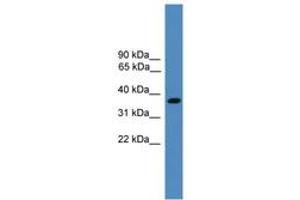 Image no. 1 for anti-Bartter Syndrome, Infantile, with Sensorineural Deafness (Barttin) (BSND) (AA 211-260) antibody (ABIN6745336) (BSND antibody  (AA 211-260))