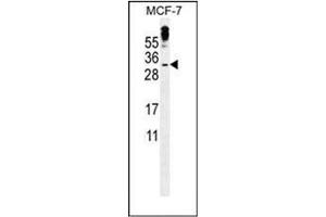 Western blot analysis of MBD3L3 Antibody (C-term) in MCF-7 cell line lysates (35ug/lane). (MBD3L3 antibody  (C-Term))