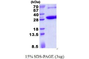 Image no. 1 for Potassium Channel Tetramerisation Domain Containing 5 (KCTD5) protein (His tag) (ABIN6387072) (KCTD5 Protein (His tag))