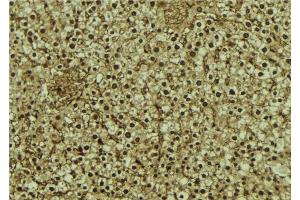 ABIN6273069 at 1/100 staining Mouse liver tissue by IHC-P. (RBM4 antibody  (Internal Region))