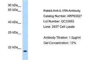 Western Blotting (WB) image for anti-Interleukin 1 Receptor Antagonist (IL1RN) (N-Term) antibody (ABIN2789341) (IL1RN antibody  (N-Term))