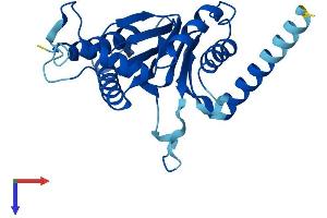 AlphaFold protein structure predicition of Human Recombinant PSMA7 Protein, UniprotID O14818