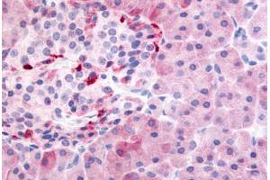 Human Pancreas (formalin-fixed, paraffin-embedded) stained with PDE7B antibody ABIN213531 at 10 ug/ml followed by biotinylated goat anti-rabbit IgG secondary antibody ABIN481713, alkaline phosphatase-streptavidin and chromogen. (PDE7B antibody  (N-Term))