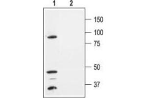 Western blot analysis of HEK-293-KCNK1 transfected cells: - 1. (KCNK1 antibody  (Extracellular, P1 Loop))