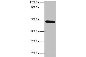 Western blot All lanes: Lox antibody at 2 μg/mL + K562 whole cell lysate Secondary Goat polyclonal to rabbit IgG at 1/10000 dilution Predicted band size: 47 kDa Observed band size: 47 kDa (LOX antibody  (AA 163-411))