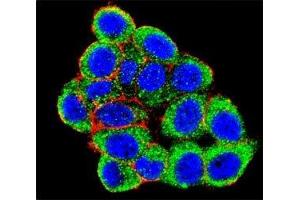 Confocal immunofluorescent analysis of PML antibody with HeLa cells followed by Alexa Fluor 488-conjugated goat anti-rabbit lgG (green). (PML antibody  (Sumoylation Site))