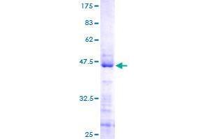 RSL24D1 Protein (AA 1-150) (GST tag)