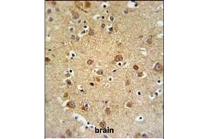 GMFG Antibody (C-term) (ABIN652407 and ABIN2841991) IHC analysis in formalin fixed and paraffin embedded brain tissue followed by peroxidase conjugation of the secondary antibody and DAB staining. (GMFG antibody  (C-Term))