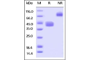 Biotinylated Human CD52, Fc,Avitag on  under reducing (R) and ing (NR) conditions. (CD52 Protein (CD52) (AA 25-36) (Fc Tag,AVI tag,Biotin))