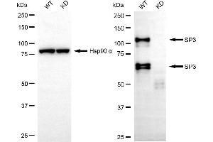 Western blotting analysis using SP3 antibody (ABIN7800416). (Sp3 antibody)