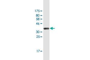 Western Blot detection against Immunogen (36. (ARHGEF10 antibody  (AA 792-890))