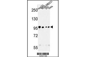 Western blot analysis of MASTL Antibody in HepG2, MDA-MB231, 293, Hela cell line lysates (35ug/lane) (MASTL antibody)
