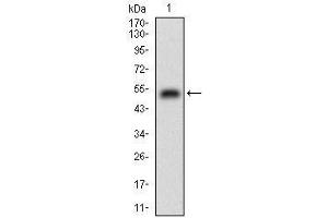 CSF1R anticorps  (AA 344-497)