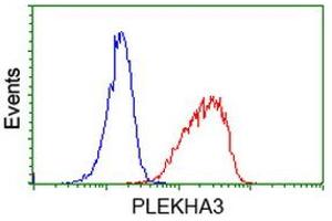 Image no. 2 for anti-Pleckstrin Homology Domain Containing Family A3 (PLEKHA3) antibody (ABIN1500273)