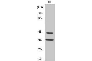 Western Blotting (WB) image for anti-Forkhead Box B1/2 (FOXB1/2) (Internal Region) antibody (ABIN3184650) (FOXB1/2 antibody  (Internal Region))