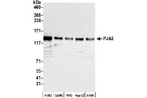 anti-Praja Ring Finger 2 (PJA2) (AA 150-200) antibody