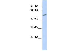 WB Suggested Anti-IKZF2 Antibody Titration: 0. (IKZF2 antibody  (Middle Region))