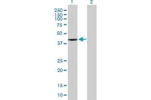 Western Blot analysis of WDR34 expression in transfected 293T cell line by WDR34 MaxPab polyclonal antibody.