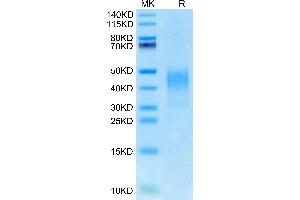 Cynomolgus PD-L2 on Tris-Bis PAGE under reduced condition. (PDCD1LG2 Protein (AA 20-220) (His tag))
