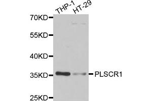 Western blot analysis of extracts of various cell lines, using PLSCR1 antibody (ABIN5974037) at 1/1000 dilution. (PLSCR1 antibody)