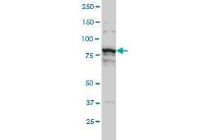THNSL1 monoclonal antibody (M08), clone 6B1 Western Blot analysis of THNSL1 expression in Hela S3 NE . (THNSL1 antibody  (AA 151-250))