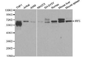 Western blot analysis of extracts of various cell lines, using IRF5 antibody. (IRF5 antibody  (AA 1-200))