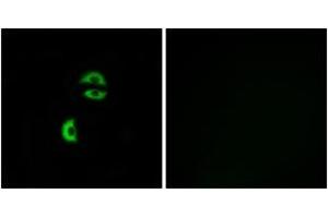 Immunofluorescence analysis of A549 cells, using LDLRAD3 Antibody. (LDLRAD3 antibody  (AA 37-86))