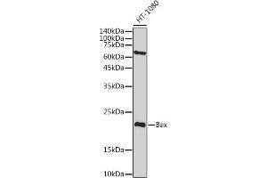 Western blot analysis of extracts of HT-1080 cells, using Bax antibody  at 1:2000 dilution. (BAX antibody)