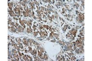 Immunohistochemical staining of paraffin-embedded pancreas tissue using anti-SRR mouse monoclonal antibody. (SRR antibody)