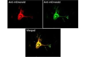 Immunofluorescence (IF) image for anti-mEmerald Fluorescent Protein antibody (ABIN7273073) (mEmerald Fluorescent Protein antibody)
