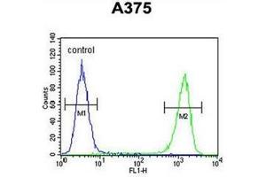 Flow cytometric analysis of A375 cells using FAM96B Antibody (N-term) Cat. (FAM96B antibody  (C-Term, N-Term))
