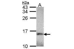 WB Image Sample (30 ug of whole cell lysate) A: Hep G2 , 15% SDS PAGE antibody diluted at 1:1000