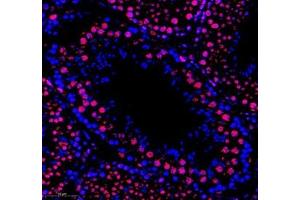 Immunofluorescence of paraffin embedded mouse testis using RBM8A (ABIN7075478) at dilution of 1: 300 (300x lens) (RBM8A antibody)