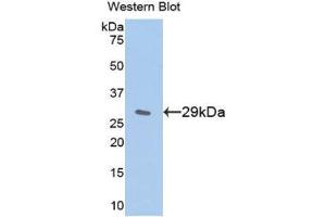Western Blotting (WB) image for anti-Inhibitory Subunit of NF-KappaB epsilon (AA 207-440) antibody (ABIN3203929)
