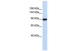 Image no. 1 for anti-Advillin (AVIL) (C-Term) antibody (ABIN6740558) (Advillin antibody  (C-Term))