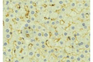 ABIN6277276 at 1/100 staining Mouse liver tissue by IHC-P. (DIABLO antibody  (C-Term))