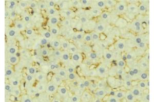 ABIN6277276 at 1/100 staining Mouse liver tissue by IHC-P. (DIABLO antibody  (C-Term))
