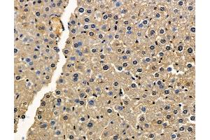 ABIN7096940 and ABIN7101006 at 1/100 staining mouse liver tissue by IHC-P. (TMEM63B antibody)