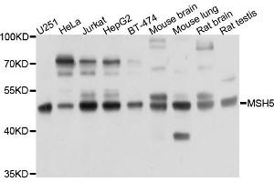 Western blot analysis of extracts of various cells, using PRKAR1B antibody.