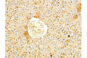 ABIN7094239 and ABIN7098286 at 1/100 staining Mouse liver tissue by IHC-P. (FOXRED1 antibody  (Internal Region))