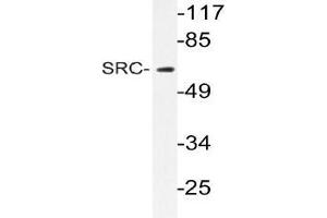 Western blot (WB) analyzes of SRC antibody in extracts from 293 cells.