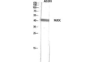 Western Blotting (WB) image for anti-NUDC (Tyr577) antibody (ABIN3185975) (NUDC antibody  (Tyr577))