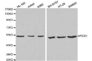 Western blot analysis of extracts of various cell lines, using PICK1 antibody. (PICK1 antibody  (AA 260-360))