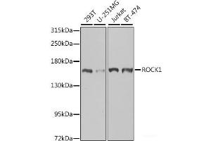 Western blot analysis of extracts of various cell lines using ROCK1 Polyclonal Antibody at dilution of 1:1000. (ROCK1 antibody)