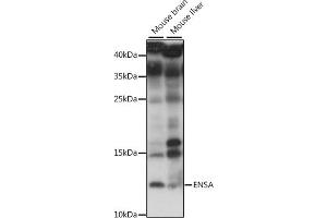 Western blot analysis of extracts of various cell lines, using ENSA antibody (ABIN7266947) at 1:1000 dilution. (Ensa antibody  (AA 1-100))
