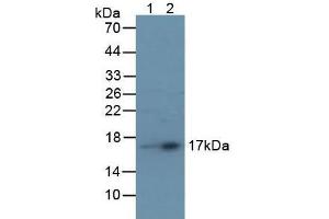 Rabbit Detection antibody from the kit in WB with Positive Control: Lane1: Human Liver Tissue; Lane2: Human Serum. (TTR CLIA Kit)