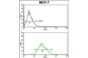 COX5A Antibody (Center) (ABIN653099 and ABIN2842690) FC analysis of MCF-7cells (bottom histogram) compared to a negative control cell (top histogram). (COX5A antibody  (AA 46-73))