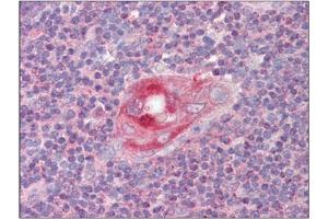 Image no. 3 for anti-Regulator of G-Protein Signaling 1 (RGS1) (C-Term) antibody (ABIN374207) (RGS1 antibody  (C-Term))